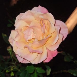 Meet your Posher, Chelsi